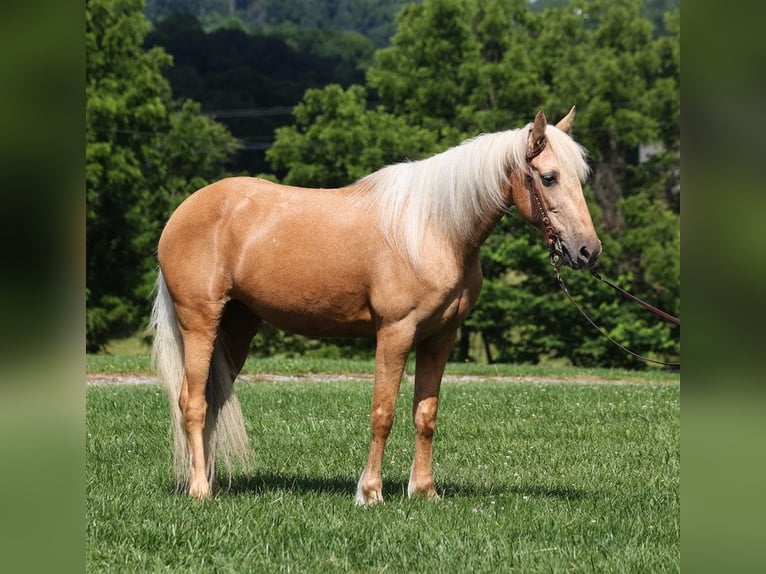 Kentucky Mountain Saddle Horse Gelding 12 years 14,2 hh Palomino in Parkers Lake Ky