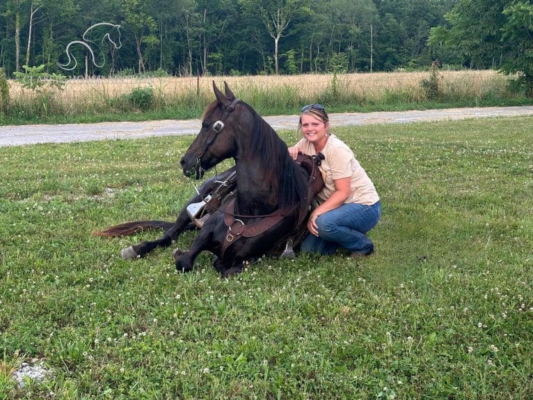 Kentucky Mountain Saddle Horse Gelding 12 years 14 hh Black in Parkers Lake, KY