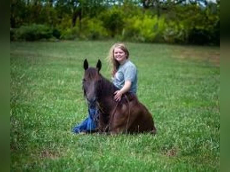 Kentucky Mountain Saddle Horse Gelding 12 years 14 hh Black in Parkers Lake, KY