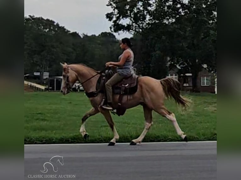 Kentucky Mountain Saddle Horse Gelding 12 years 14 hh Champagne in Gillsville, GA