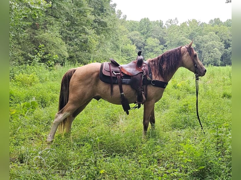 Kentucky Mountain Saddle Horse Gelding 12 years 14 hh Champagne in Gillsville, GA