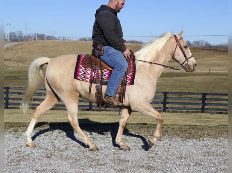 Kentucky Mountain Saddle Horse Gelding 12 years 15,2 hh Palomino in Whitley City Ky