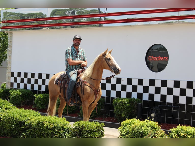 Kentucky Mountain Saddle Horse Gelding 12 years 15,2 hh Palomino in Cleveland, TN