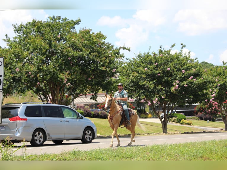 Kentucky Mountain Saddle Horse Gelding 12 years 15,2 hh Palomino in Cleveland, TN