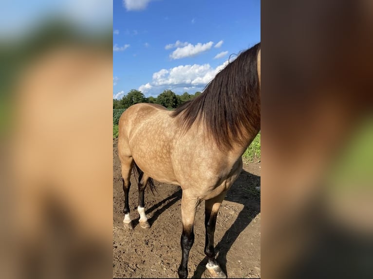Kentucky Mountain Saddle Horse Gelding 12 years 15 hh Buckskin in Moscow, OH