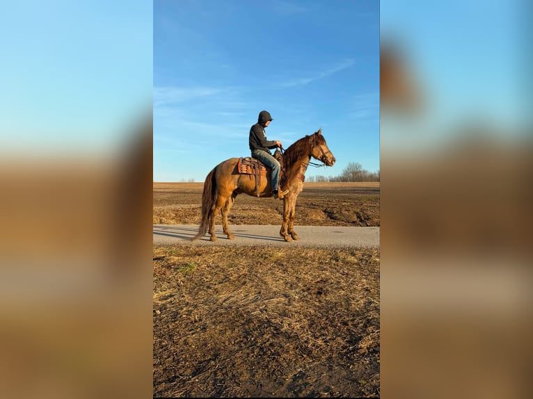 Kentucky Mountain Saddle Horse Gelding 12 years 15 hh Champagne in Moscow OH