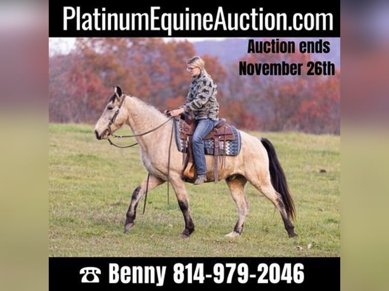 Kentucky Mountain Saddle Horse Gelding 12 years Buckskin in Everett, PA