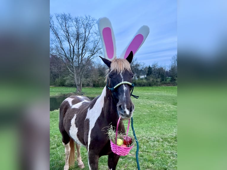 Kentucky Mountain Saddle Horse Gelding 12 years Pinto in Lebanon