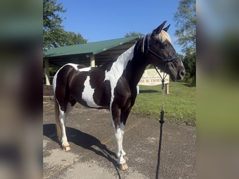 Kentucky Mountain Saddle Horse Gelding 12 years Pinto in Lebanon