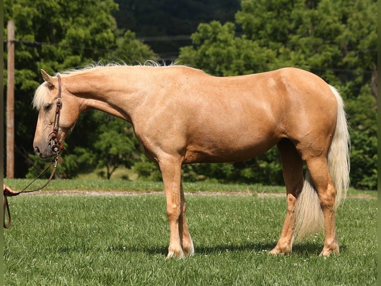 Kentucky Mountain Saddle Horse Gelding 13 years 14,2 hh Palomino in Parkers Lake Ky