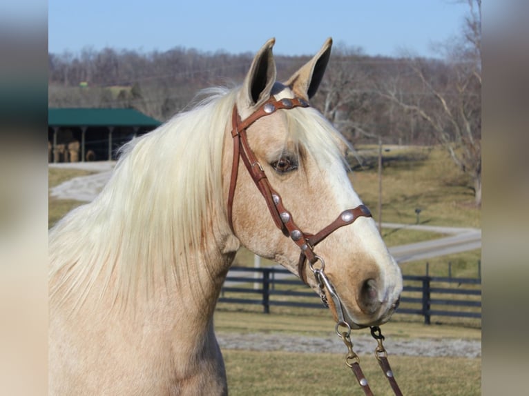 Kentucky Mountain Saddle Horse Gelding 13 years 15,2 hh Palomino in Whitley City Ky