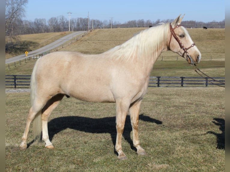 Kentucky Mountain Saddle Horse Gelding 13 years 15,2 hh Palomino in Whitley City Ky