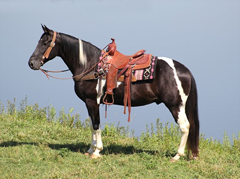 Kentucky Mountain Saddle Horse Gelding 13 years 15,2 hh Tobiano-all-colors in Whitley City KY
