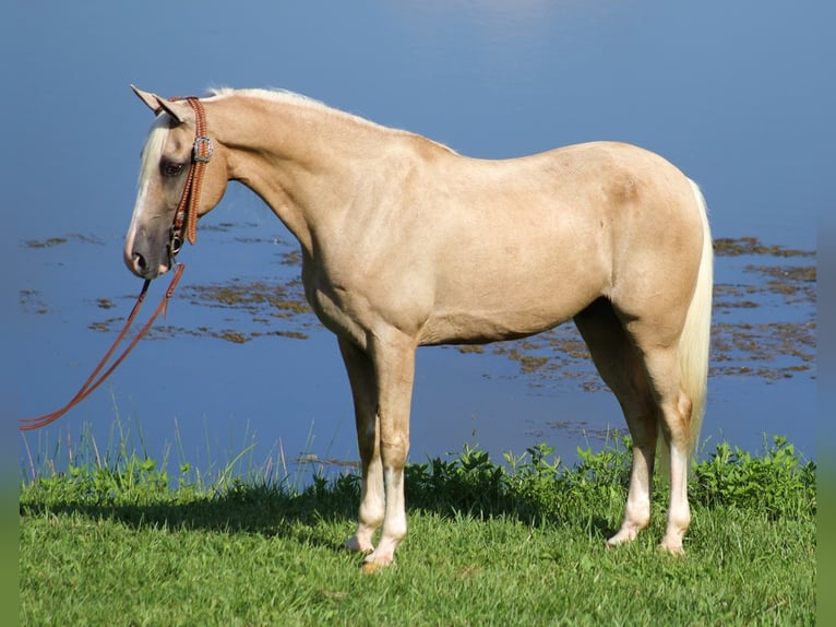 Kentucky Mountain Saddle Horse Gelding 13 years 15 hh Palomino in Whitley City Ky