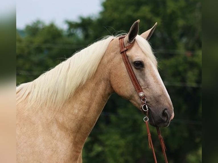 Kentucky Mountain Saddle Horse Gelding 13 years 16.1 hh Palomino in Parkers Lake KY
