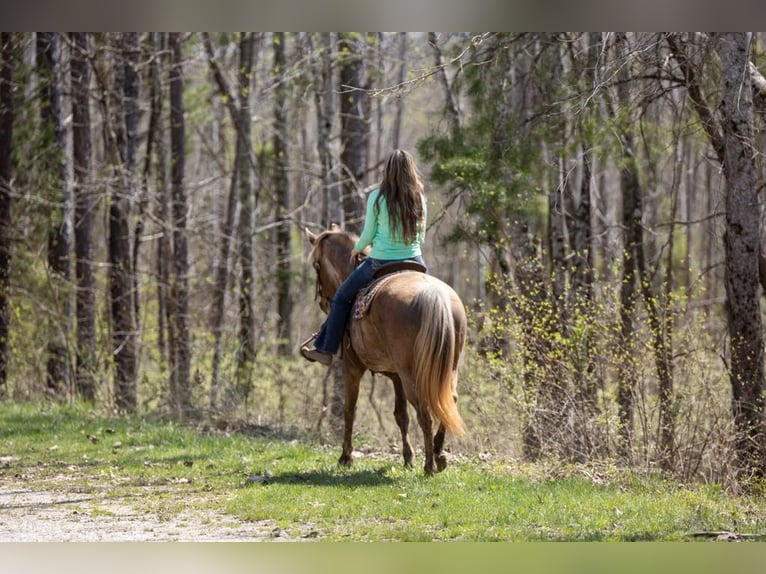 Kentucky Mountain Saddle Horse Gelding 14 years 15,3 hh Brown in Ewing KY