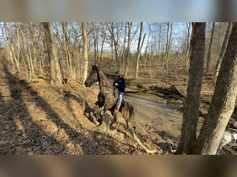 Kentucky Mountain Saddle Horse Gelding 14 years 15 hh Black in Moscow