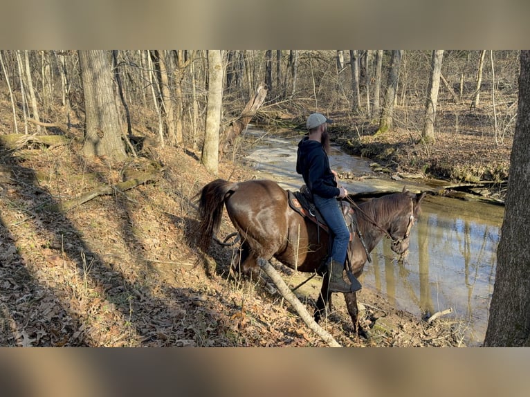 Kentucky Mountain Saddle Horse Gelding 14 years 15 hh Black in Moscow