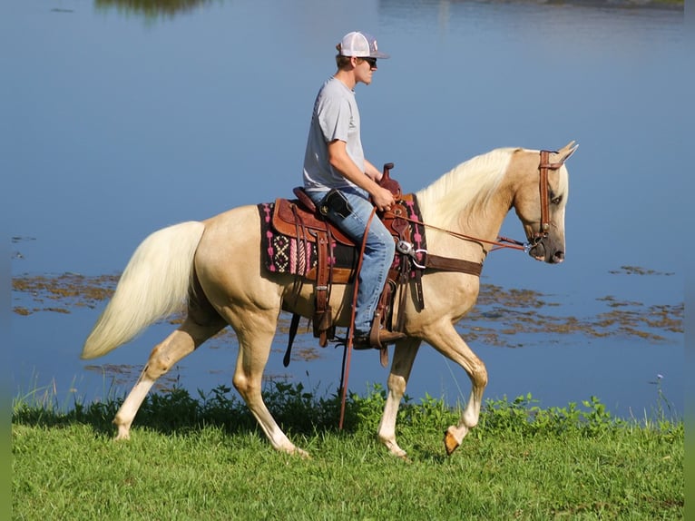 Kentucky Mountain Saddle Horse Gelding 14 years 15 hh Palomino in Whitley City Ky