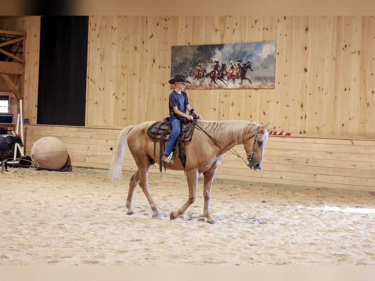 Kentucky Mountain Saddle Horse Gelding 14 years Palomino in Needmore
