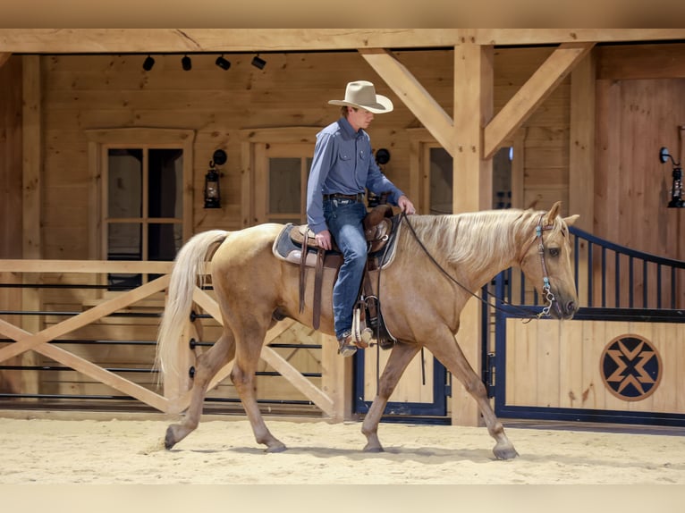 Kentucky Mountain Saddle Horse Gelding 14 years Palomino in Needmore