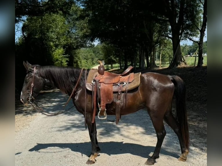 Kentucky Mountain Saddle Horse Gelding 15 years 14 hh Black in Carnesville, GA