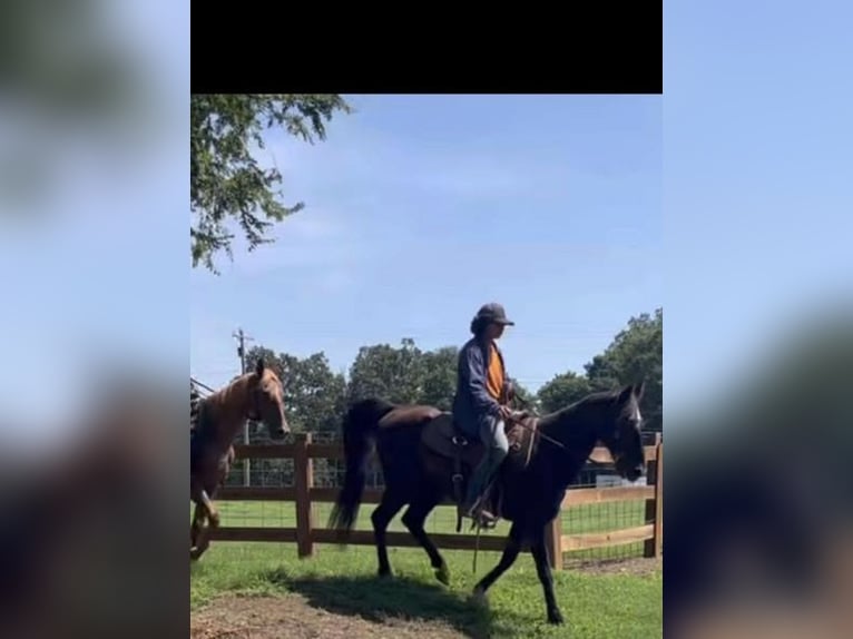 Kentucky Mountain Saddle Horse Gelding 15 years 14 hh Black in Carnesville, GA
