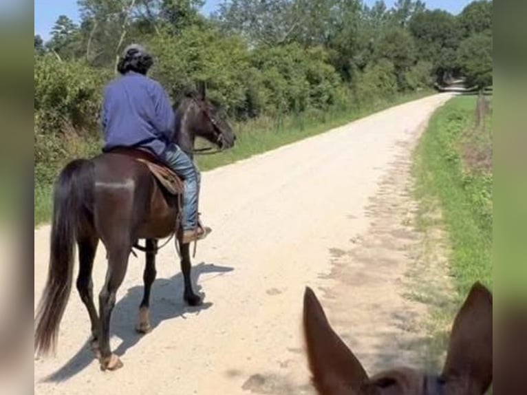 Kentucky Mountain Saddle Horse Gelding 15 years 14 hh Black in Carnesville, GA
