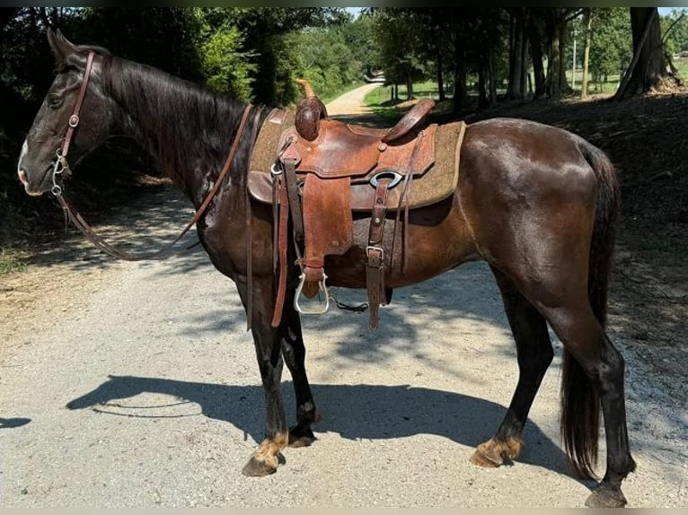Kentucky Mountain Saddle Horse Gelding 15 years 14 hh Black in Carnesville, GA