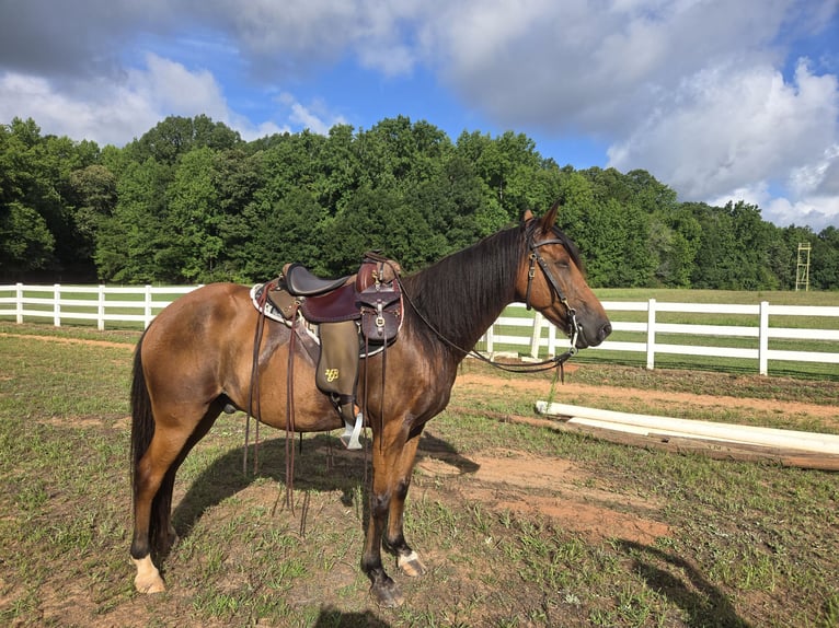 Kentucky Mountain Saddle Horse Gelding 15 years 15 hh in Fort Mill, SC