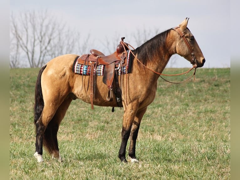 Kentucky Mountain Saddle Horse Gelding 15 years 16 hh Buckskin in Whitley City KY