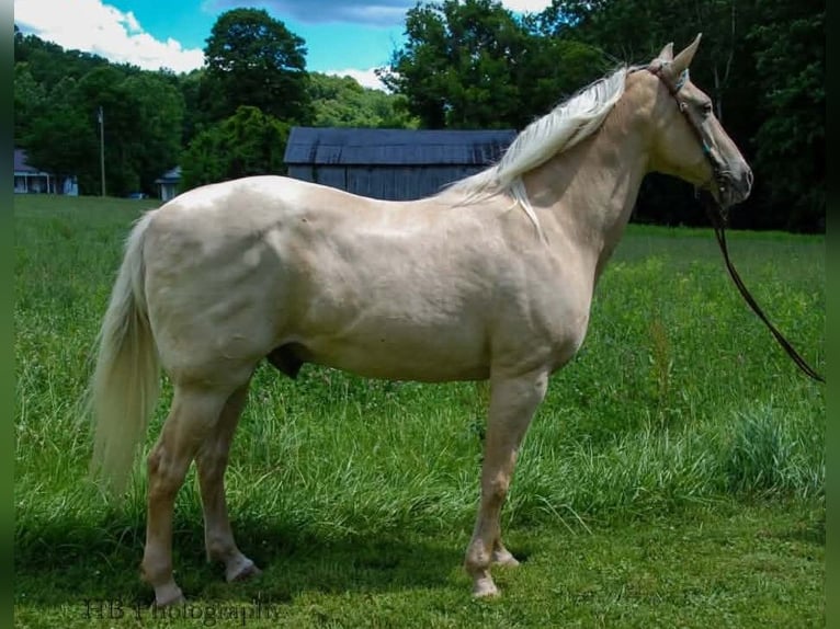Kentucky Mountain Saddle Horse Gelding 15 years 16 hh Palomino in Felicity