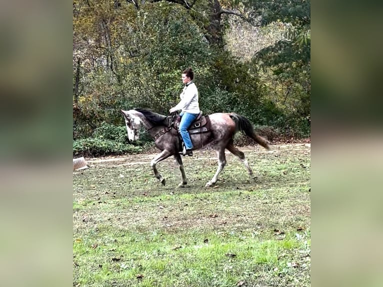 Kentucky Mountain Saddle Horse Gelding 16 years Roan-Bay in Salt Lick Ky