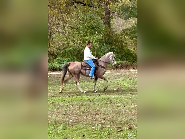 Kentucky Mountain Saddle Horse Gelding 16 years Roan-Bay in Salt Lick Ky