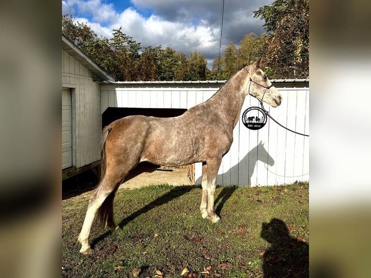 Kentucky Mountain Saddle Horse Gelding 16 years Roan-Bay in Salt Lick Ky