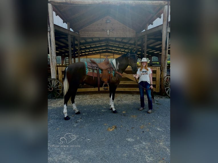 Kentucky Mountain Saddle Horse Gelding 3 years 15 hh Tobiano-all-colors in Breeding, KY