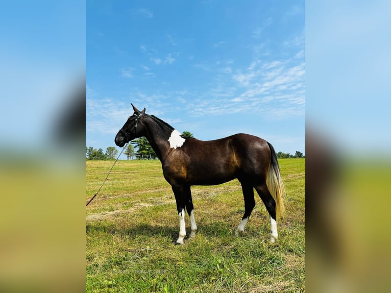 Kentucky Mountain Saddle Horse Gelding 3 years 15 hh Tobiano-all-colors in Breeding, KY