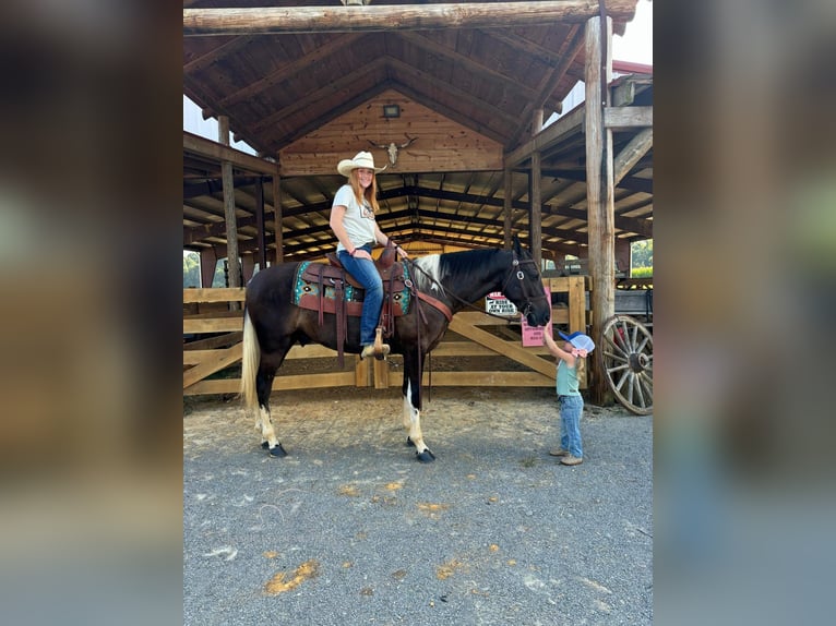 Kentucky Mountain Saddle Horse Gelding 3 years 15 hh Tobiano-all-colors in Breeding, KY