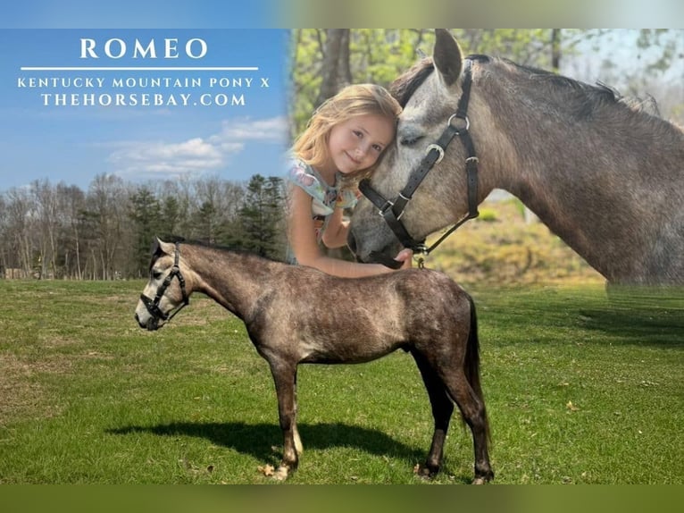 Kentucky Mountain Saddle Horse Mix Gelding 4 years 13,2 hh Grey-Dapple in Jeffersonville, KY