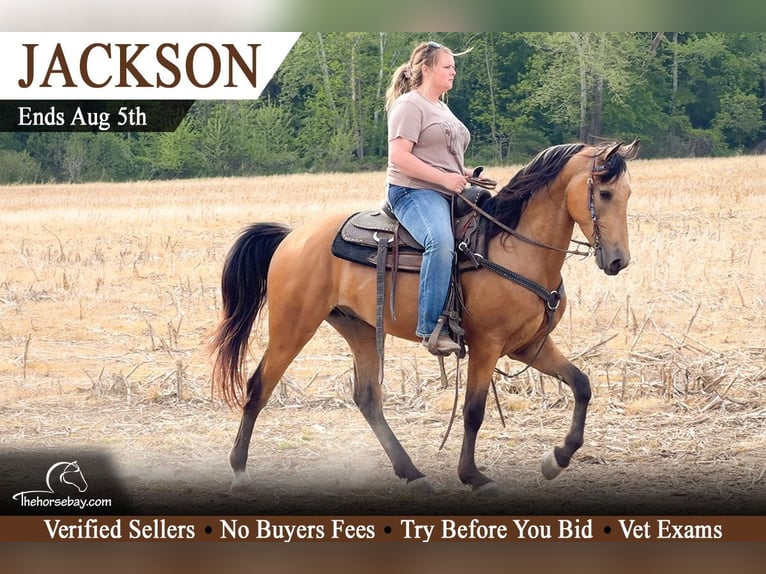 Kentucky Mountain Saddle Horse Gelding 4 years 14.2 hh Buckskin in Mount Vernon, KY