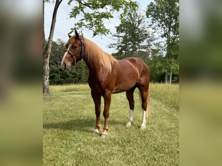 Kentucky Mountain Saddle Horse Gelding 4 years 14 hh Sorrel in Parkers Lake, KY