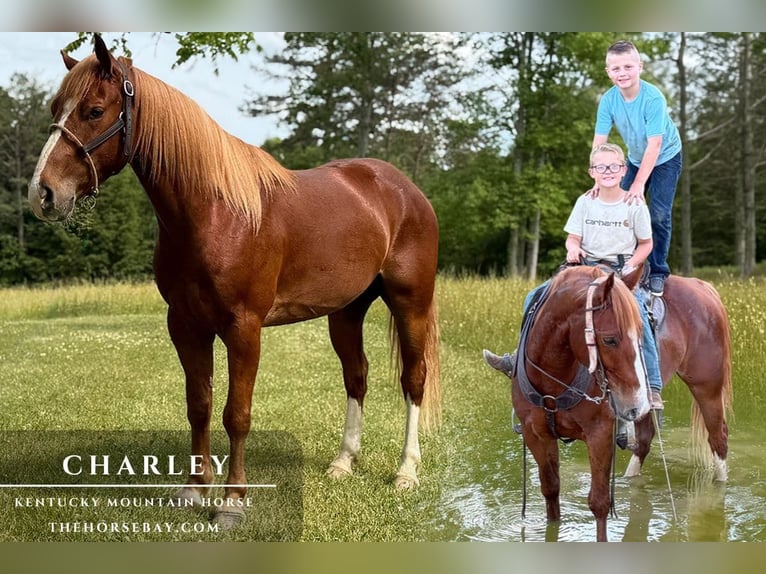 Kentucky Mountain Saddle Horse Gelding 4 years 14 hh Sorrel in Parkers Lake, KY