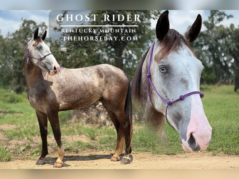 Kentucky Mountain Saddle Horse Gelding 4 years 15,1 hh Grey-Dapple in Antlers, OK