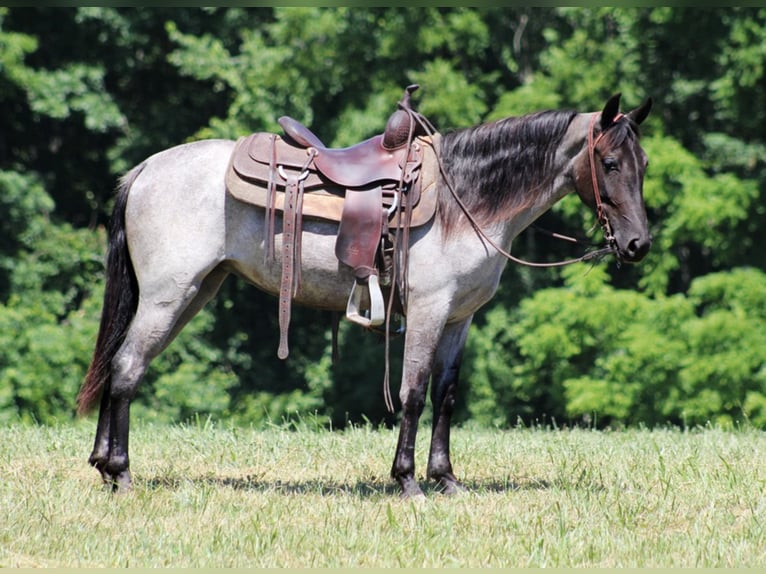 Kentucky Mountain Saddle Horse Gelding 5 years 14,2 hh Roan-Blue in Whitley City KY