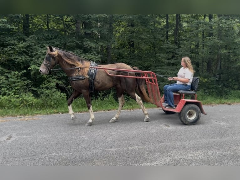 Kentucky Mountain Saddle Horse Gelding 6 years 14,2 hh Champagne in Mount Vernon