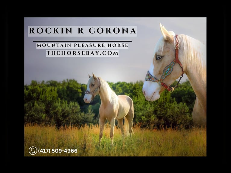 Kentucky Mountain Saddle Horse Gelding 6 years 15.1 hh Palomino in Jeffersonville, KY