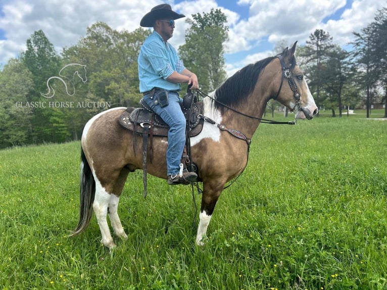 Kentucky Mountain Saddle Horse Gelding 6 years 15 hh Buckskin in Whitley City, KY