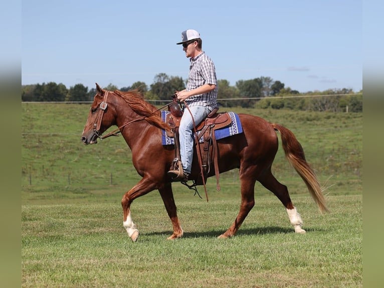 Kentucky Mountain Saddle Horse Gelding 7 years 14,3 hh Chestnut in Pakers Lake KY