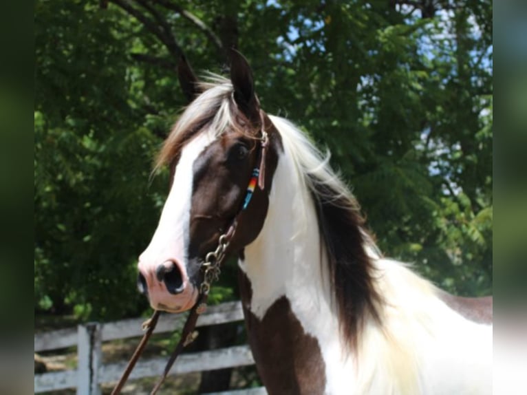 Kentucky Mountain Saddle Horse Gelding 7 years 15,3 hh Tobiano-all-colors in Mount Vernon Ky