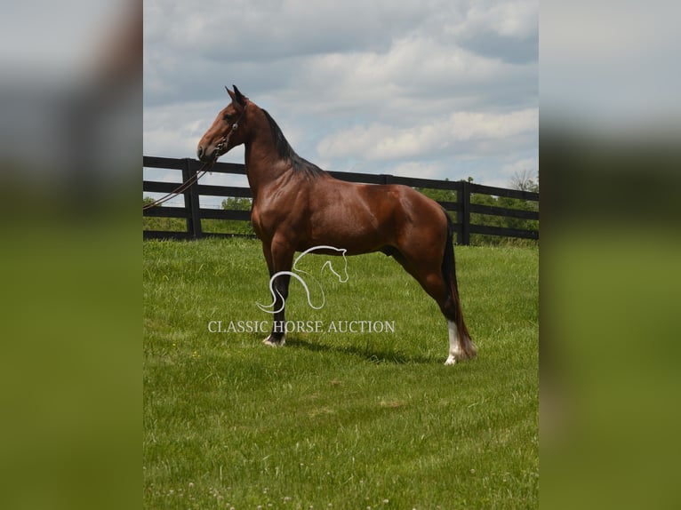Kentucky Mountain Saddle Horse Gelding 8 years 15 hh Bay in Hustonville, KY